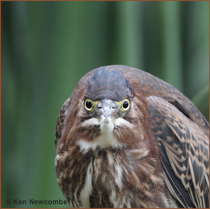 Green Heron
